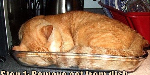 I found this on Facebook, and since I love cats and have a twisted sense of humor, I had to share it. IMPORTANT NOTE: No cats were harmed (much less...